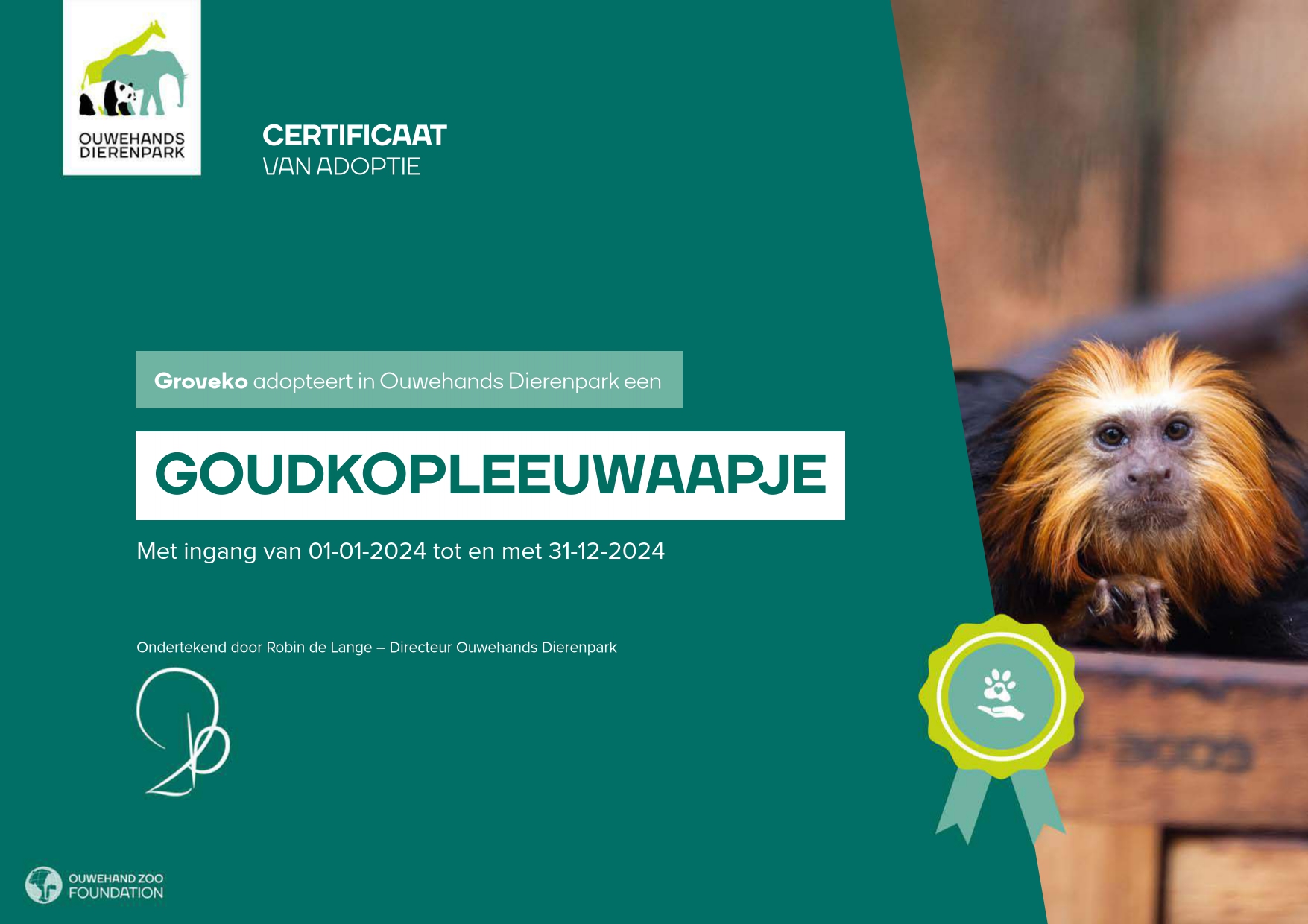 Groveko heeft een goudkopleeuw aapje geadopteerd